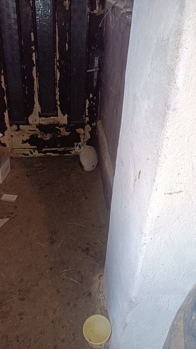 Oddam za darmo kotki