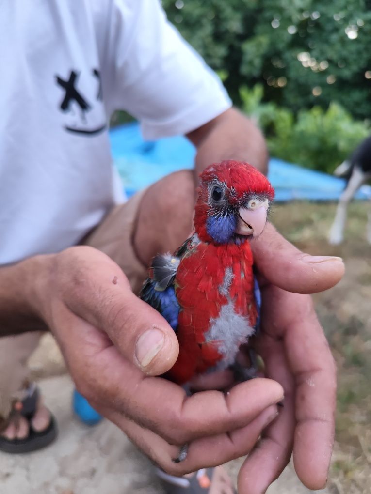 Roselas Penantes Vermelhas – Filhotes Mansos,  para Criação à Mão