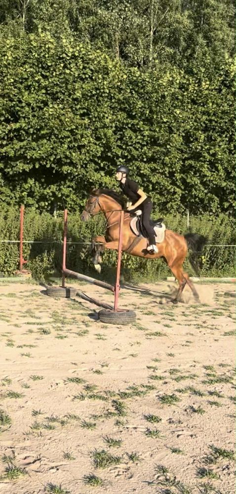 Klacz arabska 5 lat