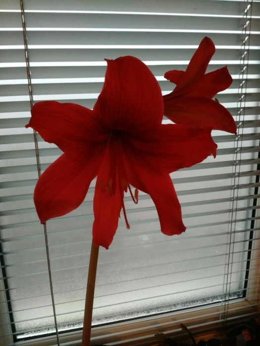 Гиппеаструм