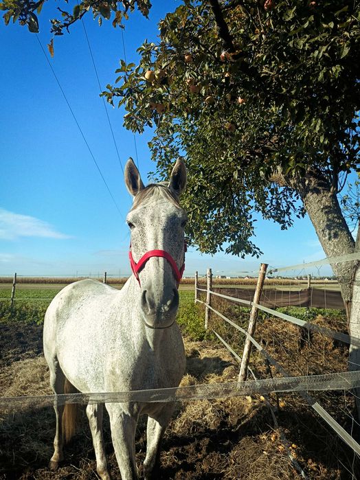 Klacz profesor, bdb charakter