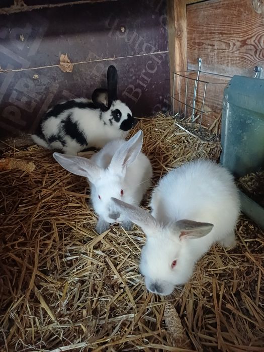 Króliki młode samce samice
