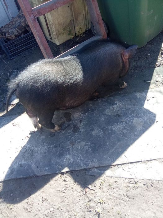 В'єтнамський кнур