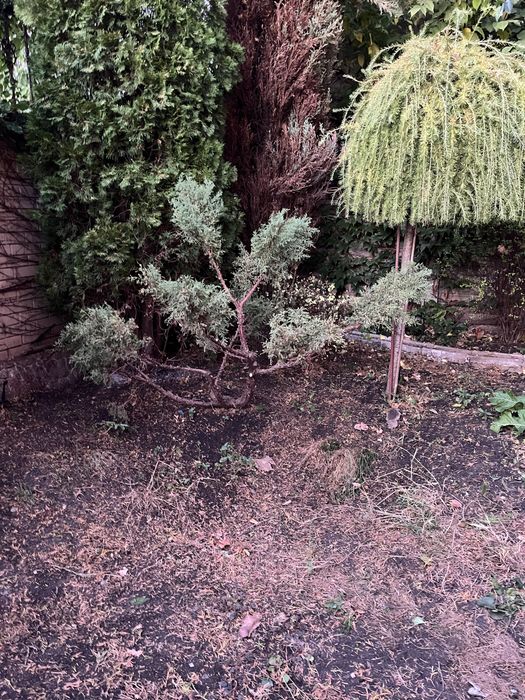 Садівник| Газон | Стрижка хвойних. Обрізка дерев