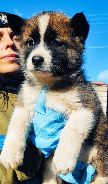 Класний акіта: хлопчик та дівчинка