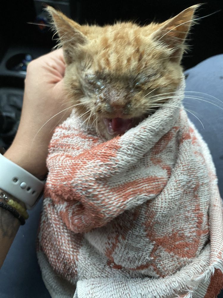 Тигровый котик в хорошие руки!