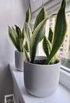 Ikea GRADVIS doniczka, szara 15 cm 3 sztuki
Osłonka doniczki, szary, 1