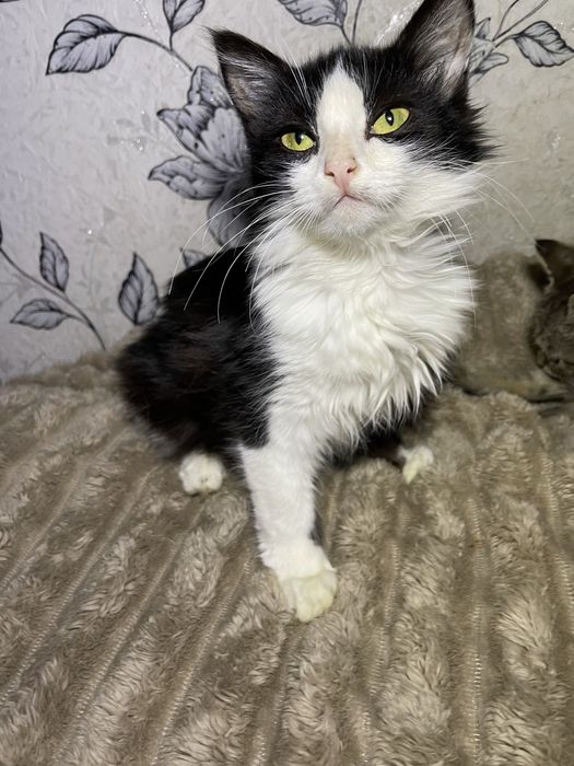 Кіт, кошеня, кошенятко, в пошуках свмʼї