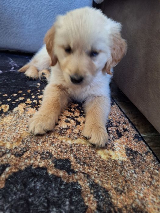 Linia amerykańska rudy samczyk  ZKPL/DNA/gen/ badania