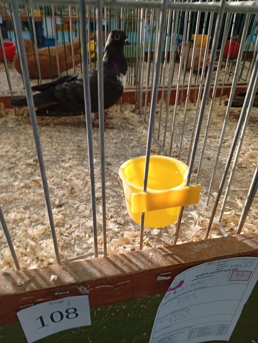 Sprzedam Czajki Australisko Wiedeńskie