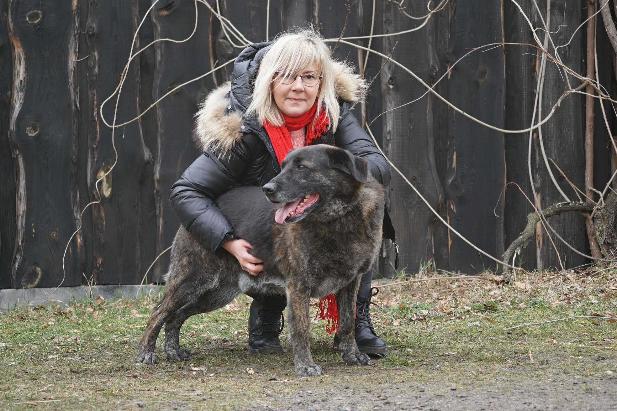 Dakar - duży brązowy pies szuka domu