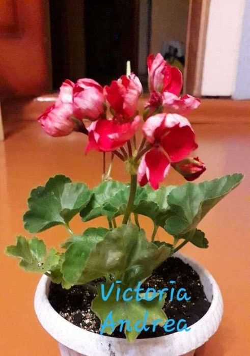 Пеларгония тюльпановидная