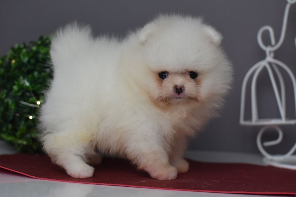 Чудові Хлопці померанці