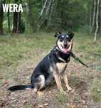 W typie owczarki, 1,5 roczna Wera . Adopcja