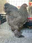 Galinha brahma perdiz negro