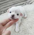 Chihuahua cała biała długowłosa