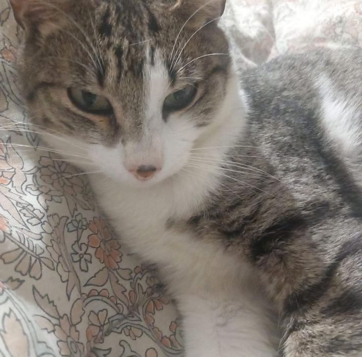 O melhor gato do mundo