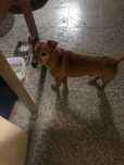 Cao para adopção