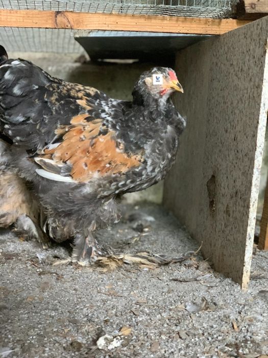 Ovos Brahma Mil flores