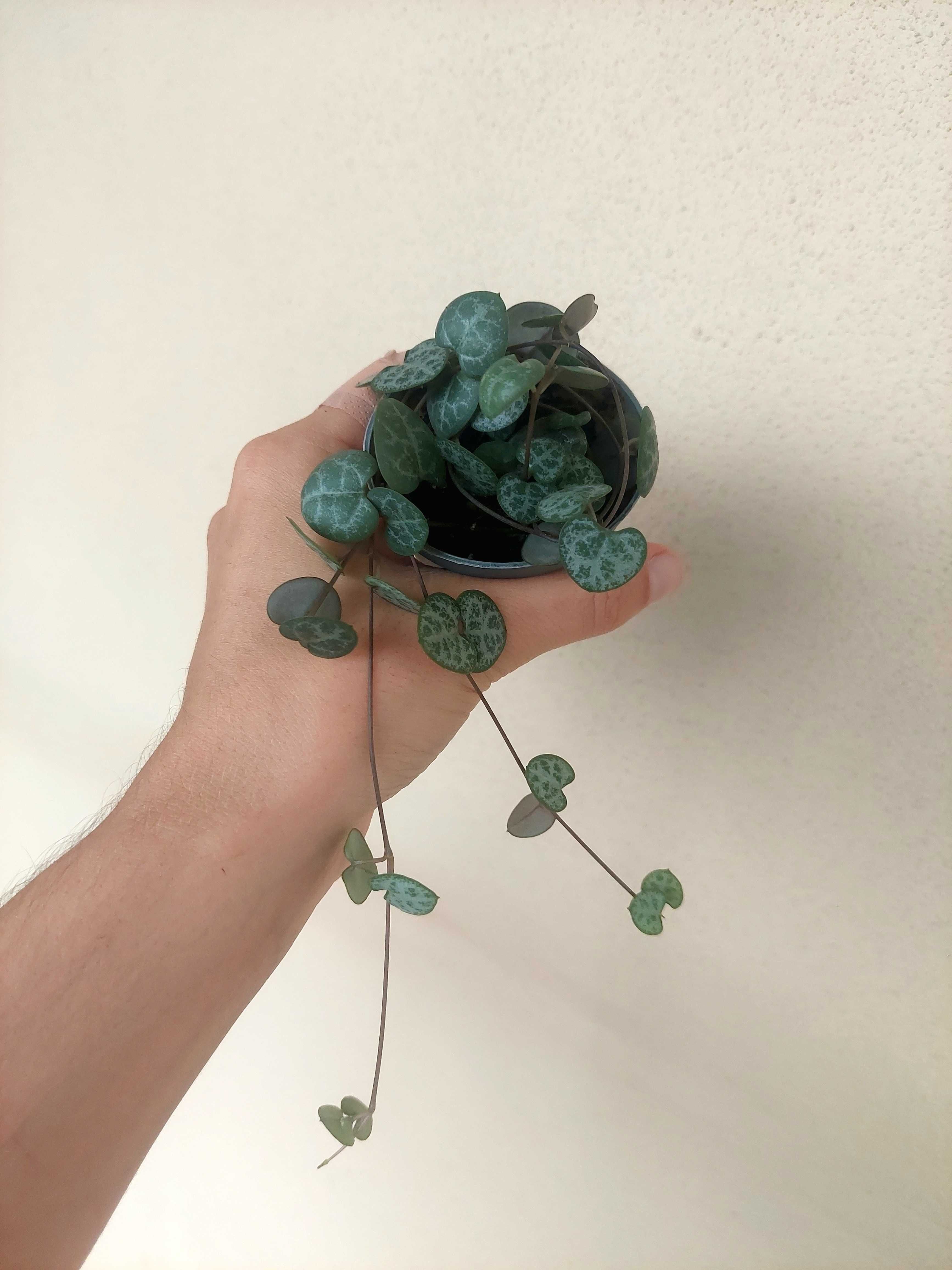 [Planta] Ceropegia woodii - Corações Emaranhados