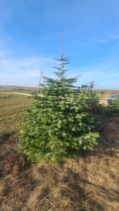 Jodła kaukaska, abies nordmanniana 200-230 cm