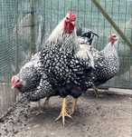 Ovos wyandotte prata