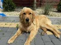Golden retriver sunia