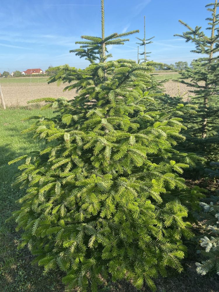 Choinki Plantacja Świerki Srebrne Zwykłe Jodły Kaukaskie CIĘTE/KOPANE