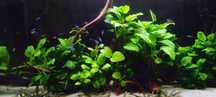 Roślina akwariowa Anubias