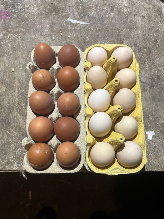 Jaja lęgowe Marans i Ayam cemani