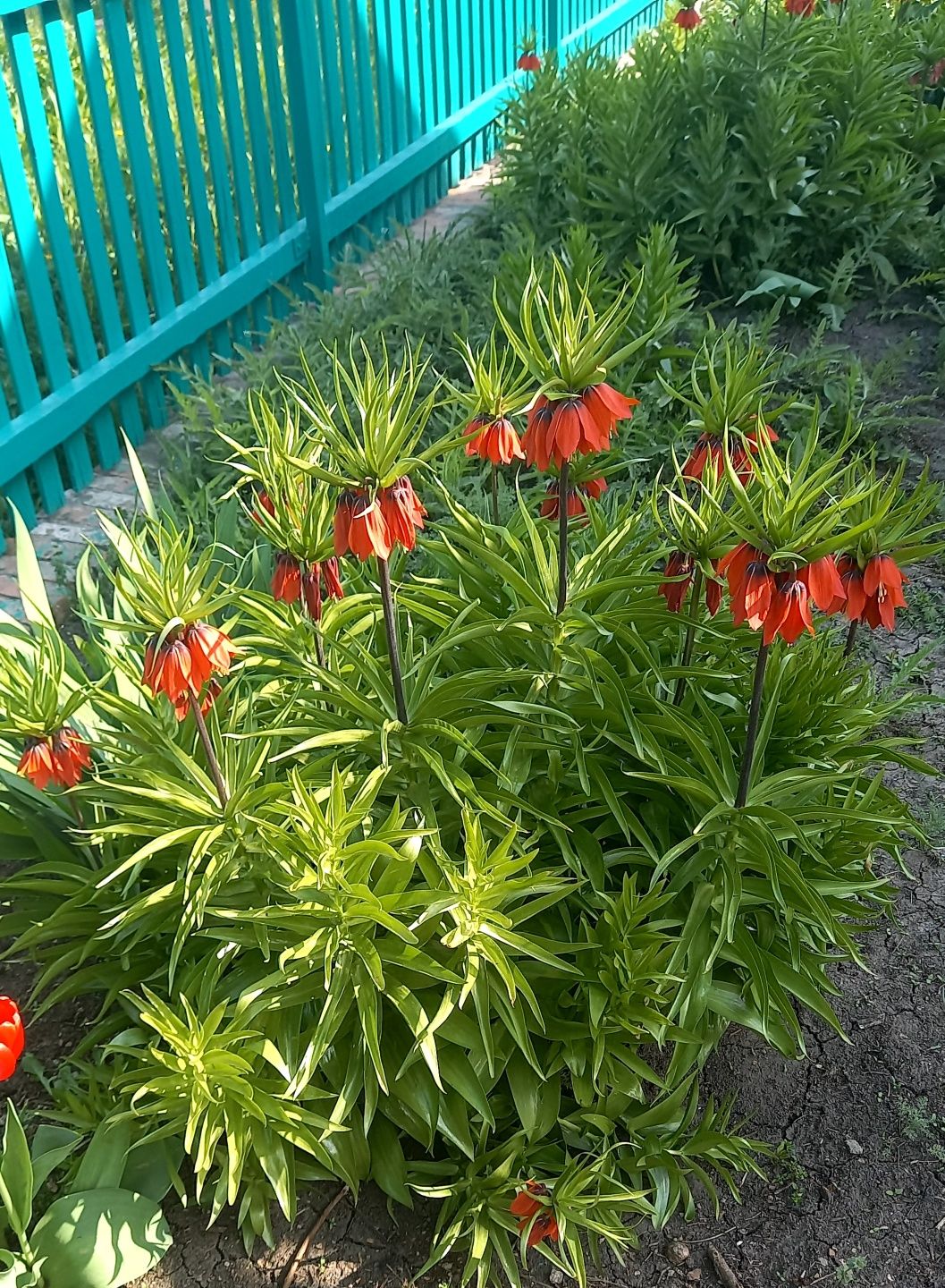 Імператорський рябчик або Царскька корона. Терміново