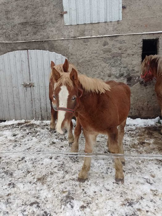 Źrebaki Polski Koń Zimnokrwisty