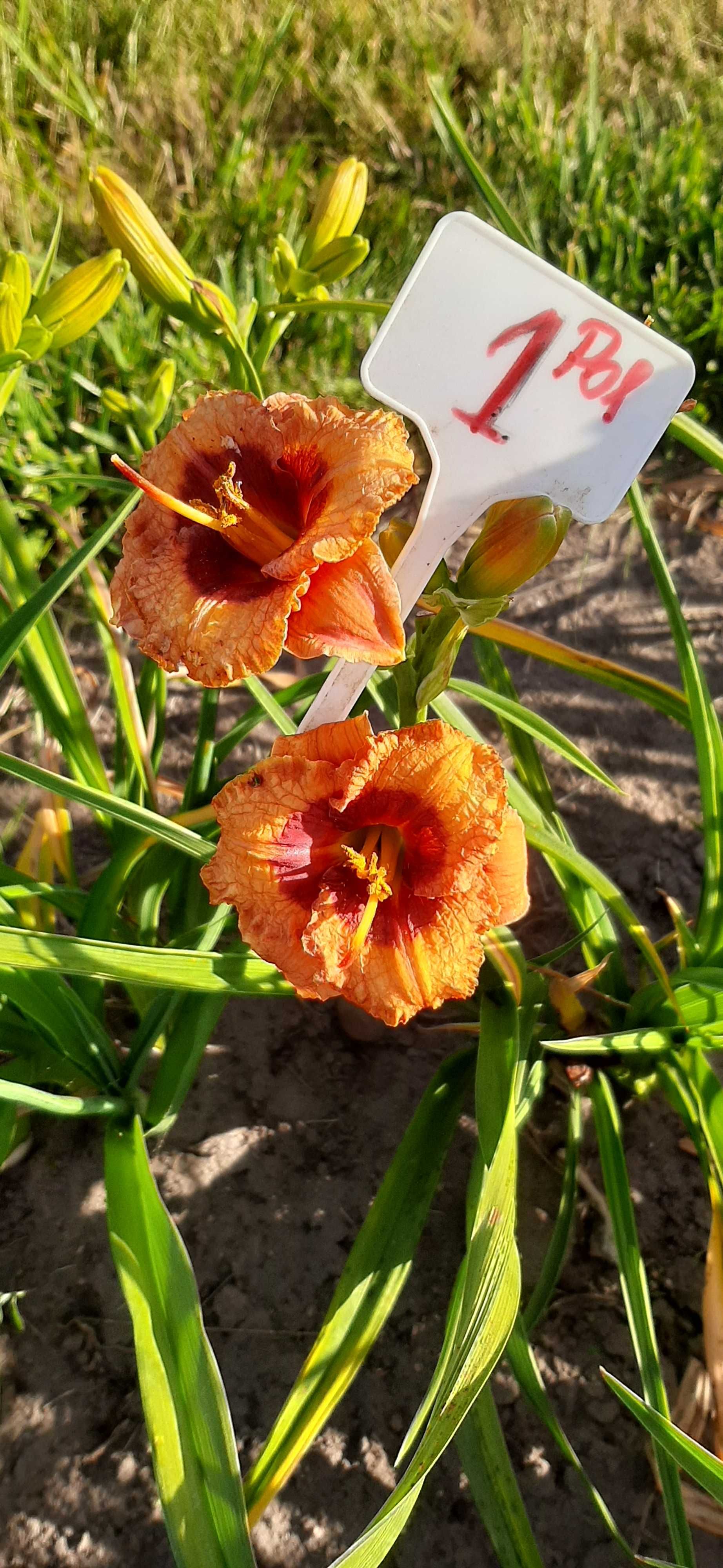 Liliowce odmianowe