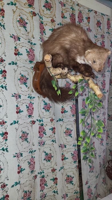 Чучело  куницы и совы