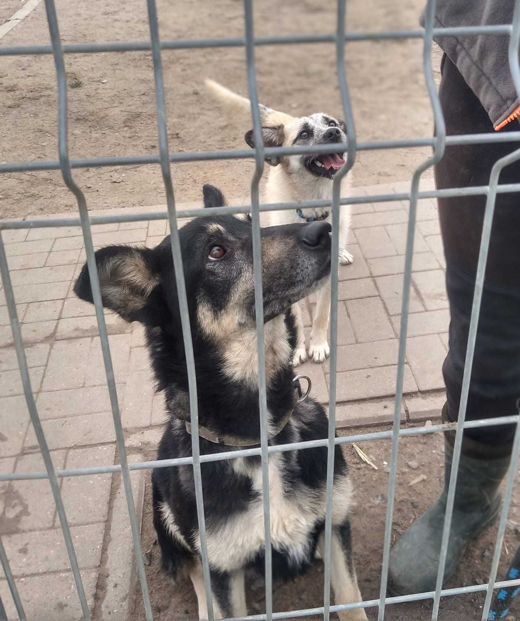 Bafi - spokojny młody psiak, kiedyś na łańcuchu z wrośniętą kolczatką