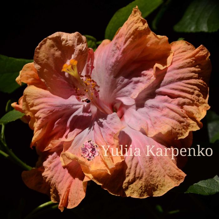 4-колірний сортовий гібіскус Creole Lady махровий сортовой гибискус