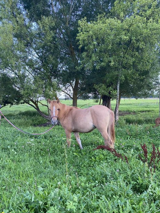 Sprzedam klacz konika polskiego