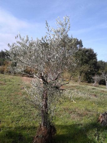 oliveira pequena com +- 50 anos