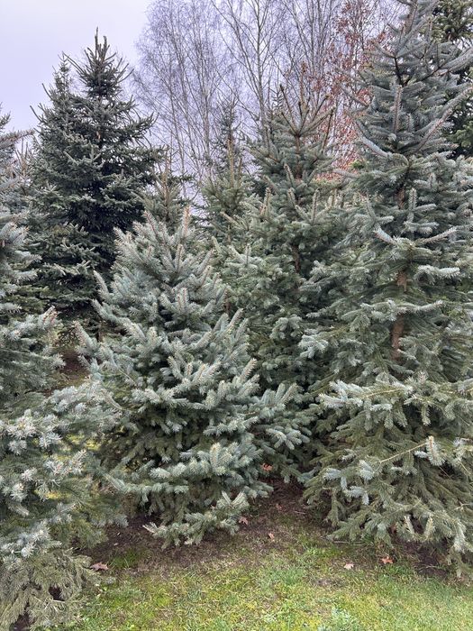 Choinki srebrne do wykopania i ścięcia