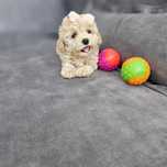 Najpiękniejsza Dziewczynka  Maltipoo F1  Beza