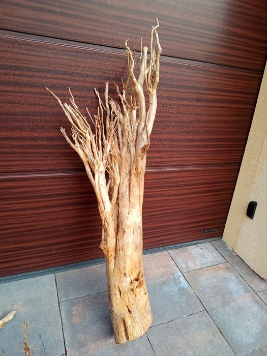 Olbrzymi, gruby naturalny korzeń do akwarium