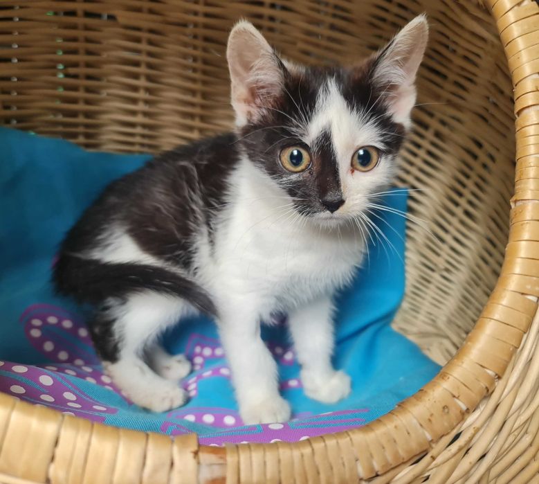 Do adopcji – koci maluszek Lucek