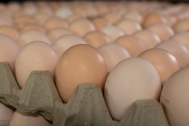 Інкубаційне яйце бройлерів росс 708 кобб 500