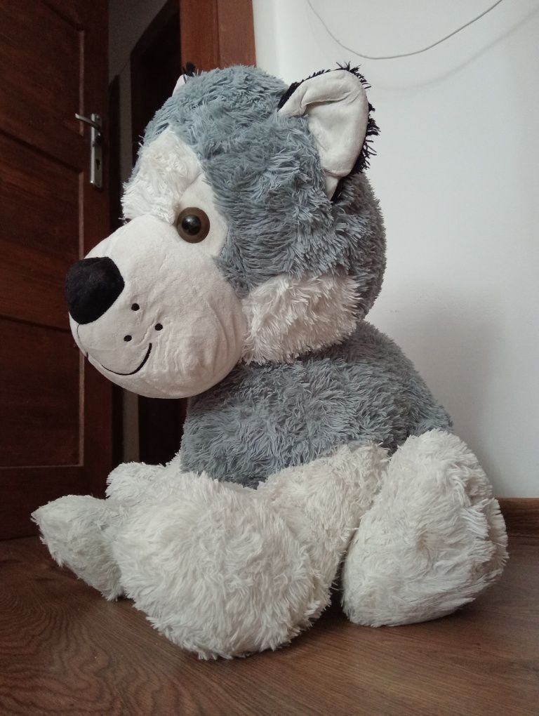 Duży pluszak husky