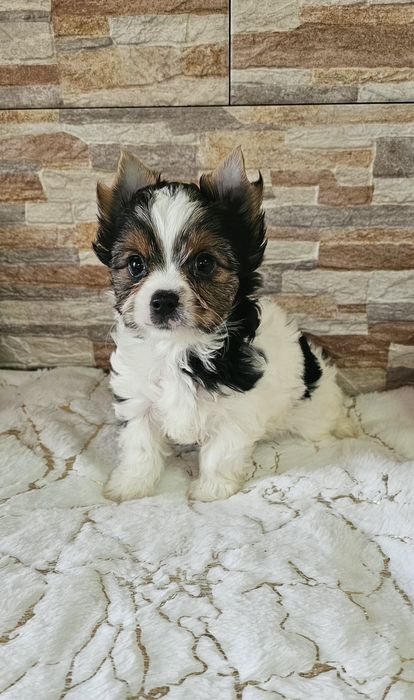 Yorkshire Terrier Biewer cudna  sunia york