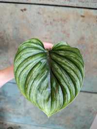 Philodendron Plowmanii ukorzeniony