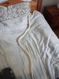 Wąż zbożowy Snow Motley