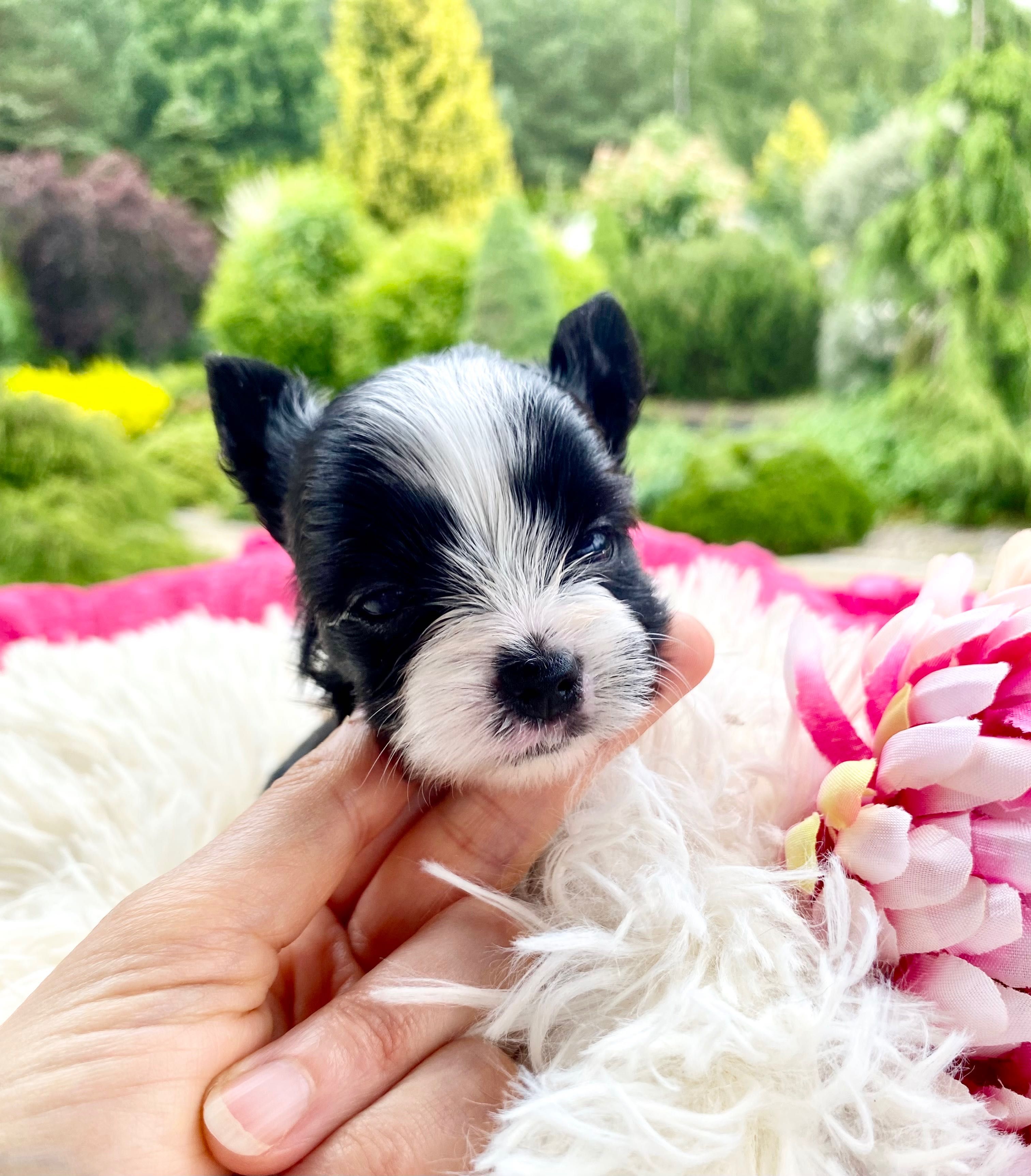 ZUZU mini suczka york black&white wyjątkowe kolory , rodowód PFK