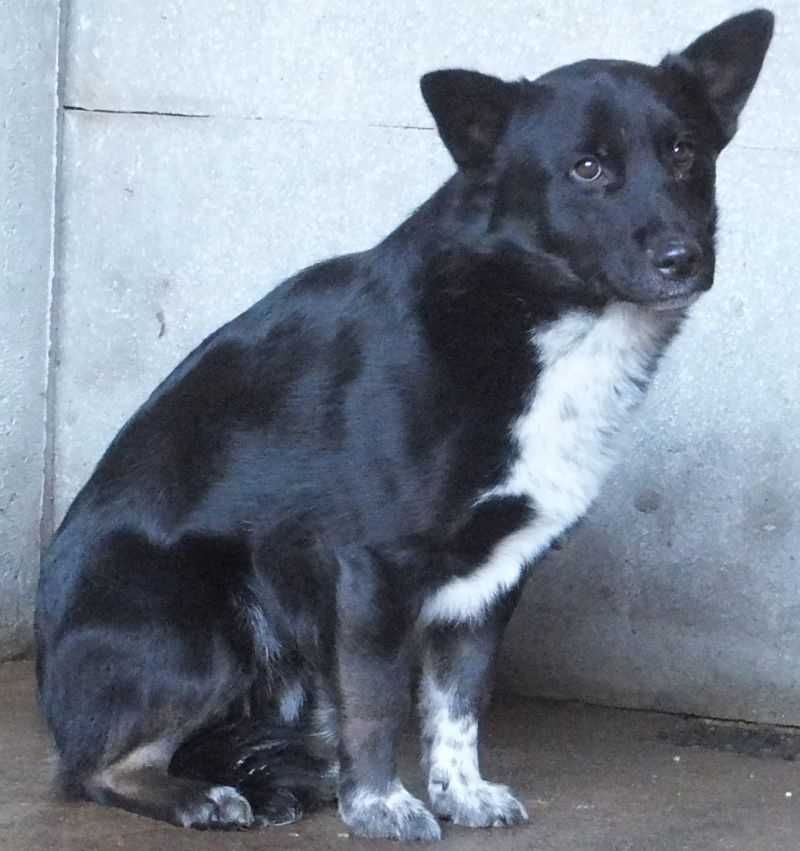 Gerard miły, nieduży, czarny z białym pies do adopcji