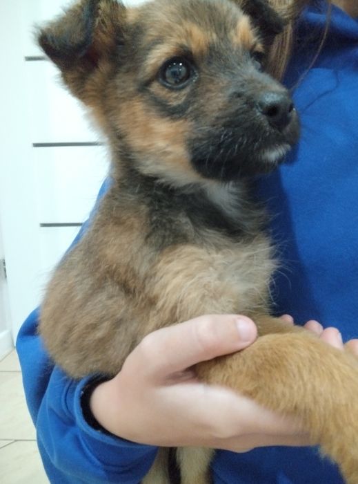 Urocza sunia szuka domu